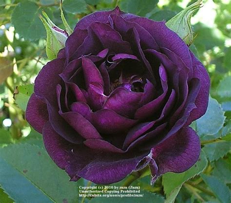 Rose Rosa Midnight Blue In The Roses Database