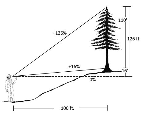 27 Field Technique Tips For Measuring Tree Height Forest Measurements