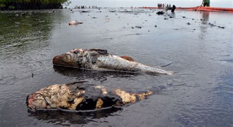 Massive Oil Spill In Trinidad And Tobago Kills Fish Makes Humans Puke