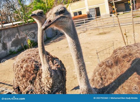 Two Ostriches Close Up Stock Photo Image Of Feathers 202792368