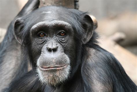 Like Humans Chimps Show Selfless Behaviors Live Science