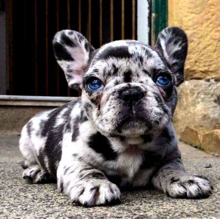 With their breeder, waiting for you! Blue Meryl French Bulldog Pup - adorable, canine, sweet ...