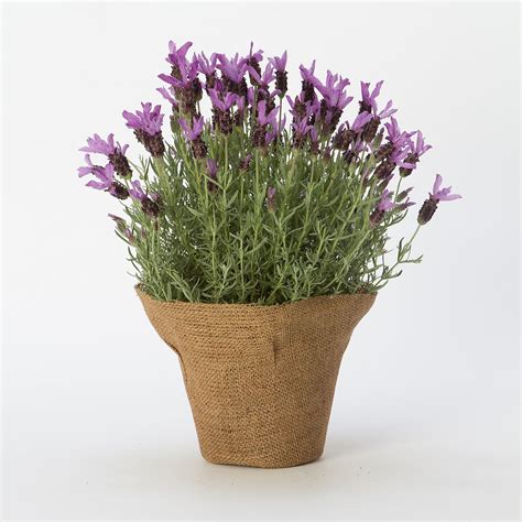 Spanish Lavender In Valentines Ts Valentines Day Living Ts At