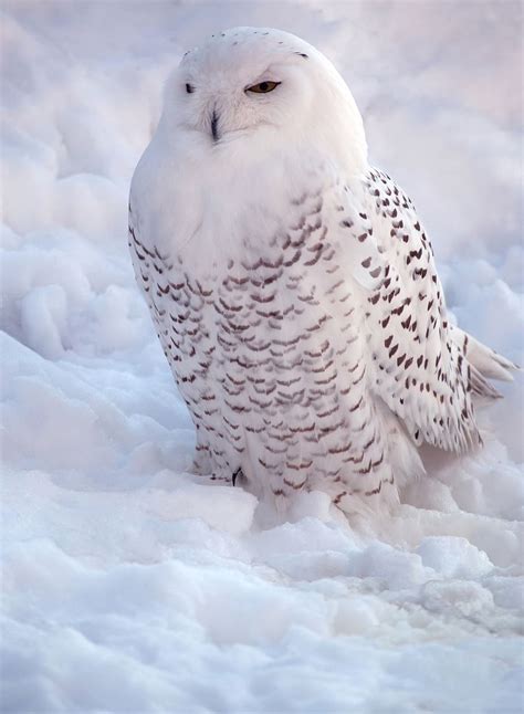 Hd Wallpaper Snowy Owl Nyctea Scandiaca Bird Animal White Fauna