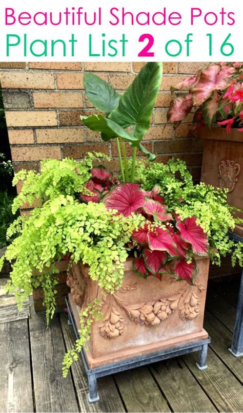 16 Colorful Shade Garden Pots And Plant Lists A Piece Of Rainbow