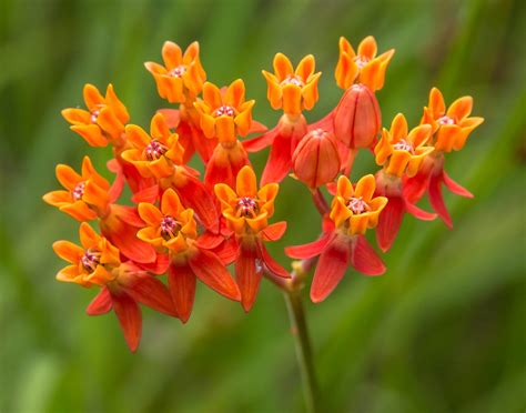 25 Of The Most Beautiful Wildflowers In Georgia The Philipendium Medium