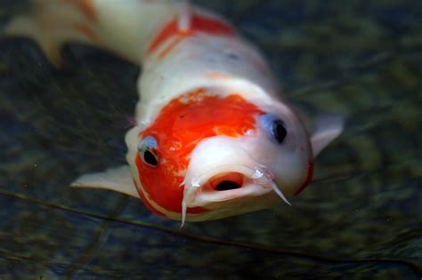 23 Red Koi Fish Penting