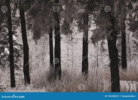 Pine Forest In The Snow Snow Falls To The Ground Stock Image Image