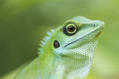 Fotos Gratis Lagartija Verde Fauna Silvestre Naturaleza Iguania
