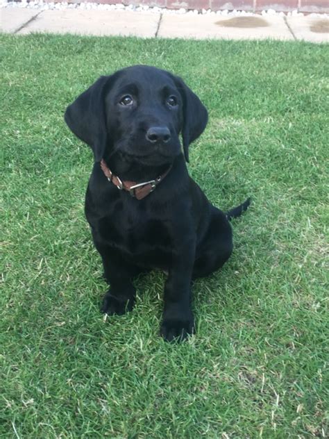 John's dog, black water dog. Beautiful Kc registered Labrador puppies for sale | Selby ...