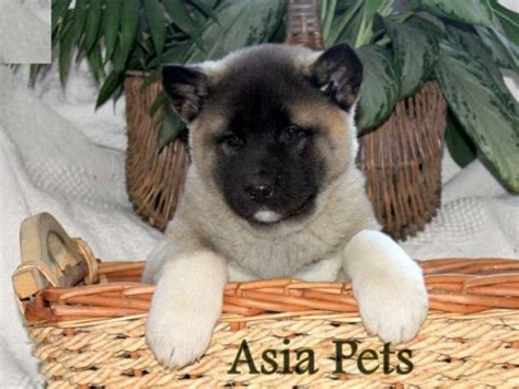 Contrary to common belief french bulldogs originated in the united the price will vary depending on the coat color, geographical location and who you're purchasing from. Akita puppies price in chennai, Akita puppies for sale in ...