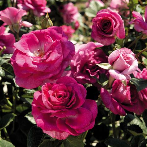 Sweet Intoxication Floribunda Rose Disease Resistant Roses Rose
