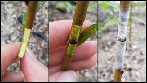 Chip Bud Grafting Peach Trees On Homegrown Rootstock Youtube