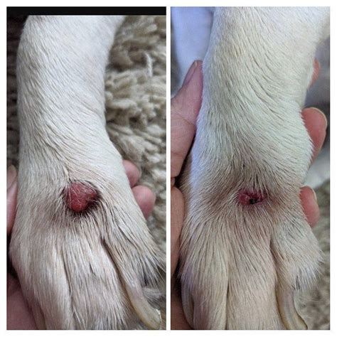 Lumps Be Gone Fatty Mass Dog Warts Lumps Bumps Natural Holistic