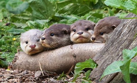 Cute Names For Cheeky Otter Babies Wwt