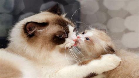 Mommy Cat Hugs Baby Kitten Mom Cat Hugging And Kissing Baby Kittens