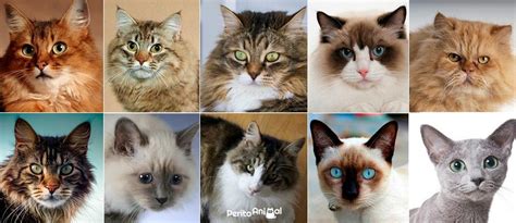 As 10 Raças De Gatos Mais Populares Do Mundo