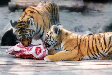 Do Tigers Eat Bones The Surprising Answer