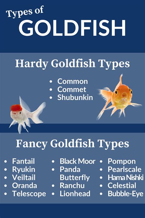 How Did The Goldfish Become Everyones First Pet In 2020 Pet