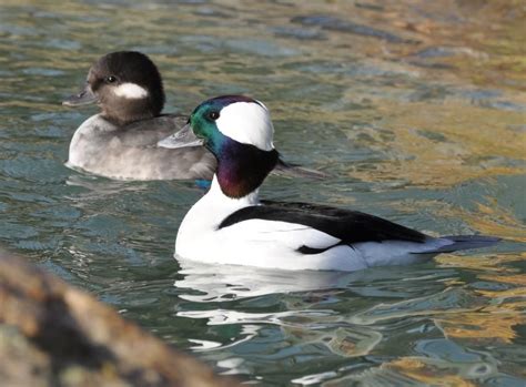 Bufflehead Pair Photo Via Livingston Ripley Waterfowl Conservancy