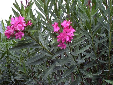 Nerium Oleander Jardín De La Marquesa De Arucas