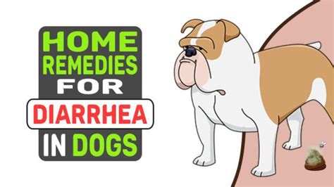 Home Remedies For Diarrhea In Dogs Petmoo