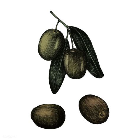 Download Premium Vector Of Illustration Of Fresh Olives On A Branch