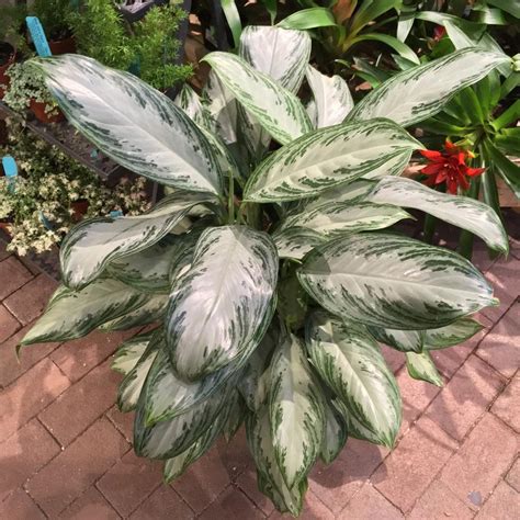 Chinese Evergreen Aglaonema Silver Bay In The Aglaonemas Database