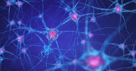 How Does the Brain Work? | Dana Foundation