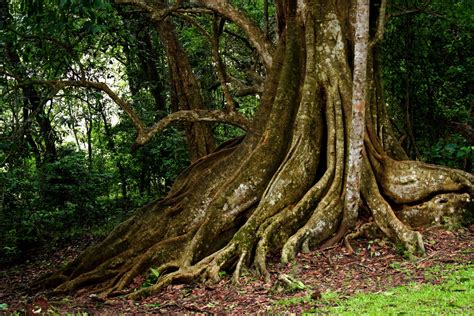 Biophilia Eo Wilson From Thoreau To Theroux Rainforest Trees