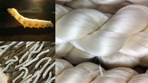 Silk Production పట్టు ఉత్పత్తిలో స్వావలంబనకు అవకాశాలు Eruvaaka