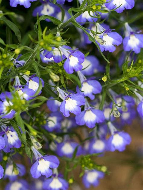 12 Of The Best Shade Loving Annuals That Will Look Gorgeous All Summer