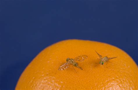 Exotic Fruit Flies Exotic Fruit Flies Tephritid Are Inva Flickr