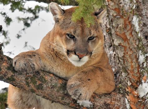 We did not find results for: Cougar (Mountain Lion) Habitat - Animal Sake