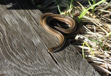 Field Biology In Southeastern Ohio Short Headed Garter Snake In Ohio