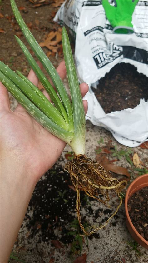 Aloe Root Rot Although The Symptoms Are Similar Between Different Types