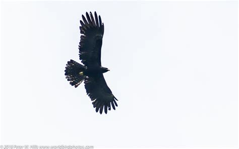 Eagle Black Ictinaetus Malaiensis In Flight Sri Lanka World Bird