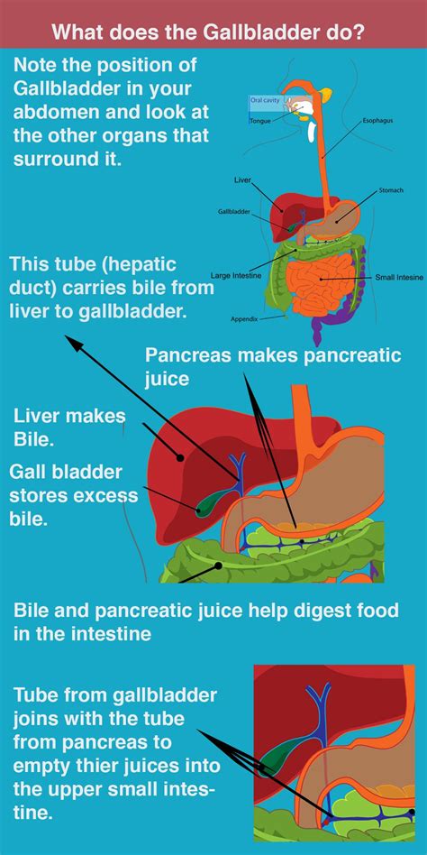 Gall Bladder Symptoms Symptoms And Diagnosis Gallbladder
