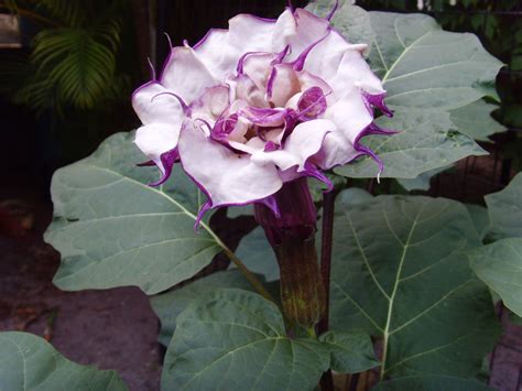 The Plant Princess Double Purple Datura