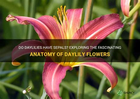 Do Daylilies Have Sepals Exploring The Fascinating Anatomy Of Daylily