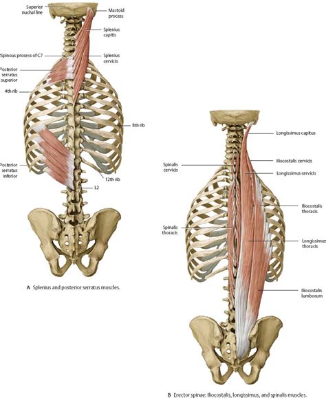 Muscles - Atlas of Anatomy