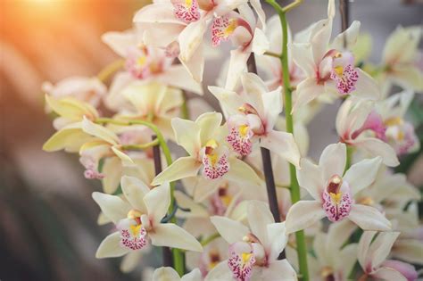 20 Types Of Orchids To Use As Houseplants Types Of Orchids Orchid Varieties Orchids