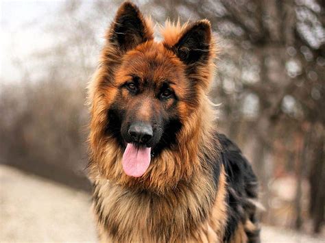 Free Download 11 Incredible Facts About German Shepherds 99teenow