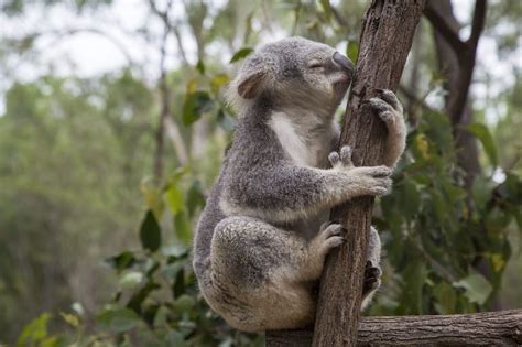 Lone Pine Koala Sanctuary Brisbane Australia Bucket List