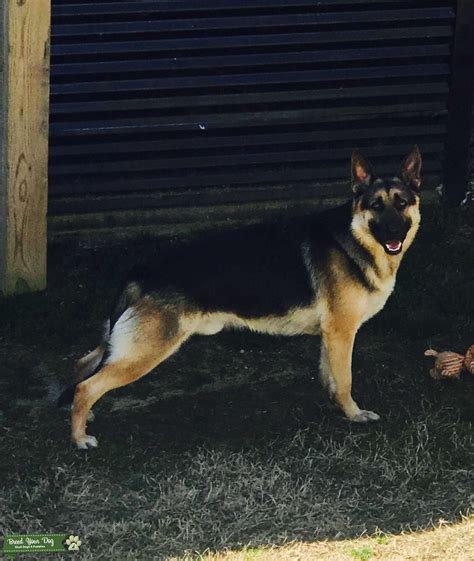 2 Year Old Black Tan German Shepherd Proven Stud Stud Dog In North
