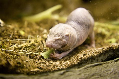 10 Facts About Naked Mole Rats