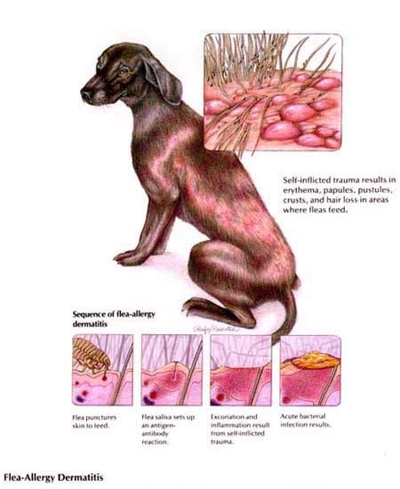 Dog Skin Dermatitis Eczema Free Skin