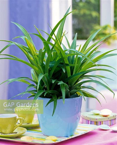 The spider plant should be poured regularly and generously. Chlorophytum laxum (... stock photo by Friedrich Strauss ...