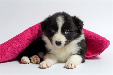 Short Coated Black White Puppy Cute Dog Pet Small Animal Young