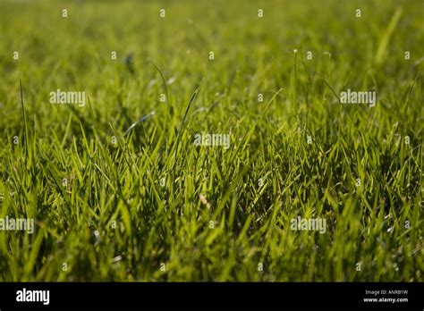 Blades Of Grass In A Lawn Stock Photo Alamy